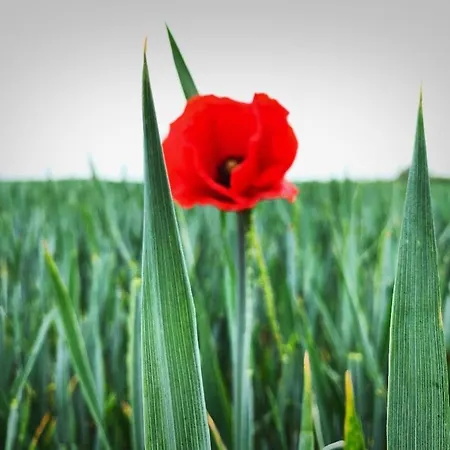 Haus Sommerlust Apartman Ostseebad Kühlungsborn